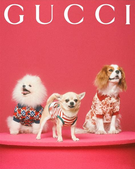 gucci petjes volk|The Gucci Pet Collection is unveiled through a series of pet .